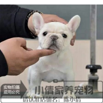 法斗上海出售纯种活体法国斗牛犬