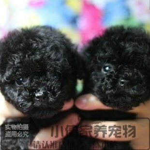 黑色纯种泰迪幼犬活体公母全有健康品相好长相甜美宠物狗h