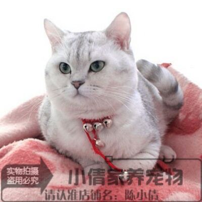 纯种出售英短银渐层立耳活体幼猫