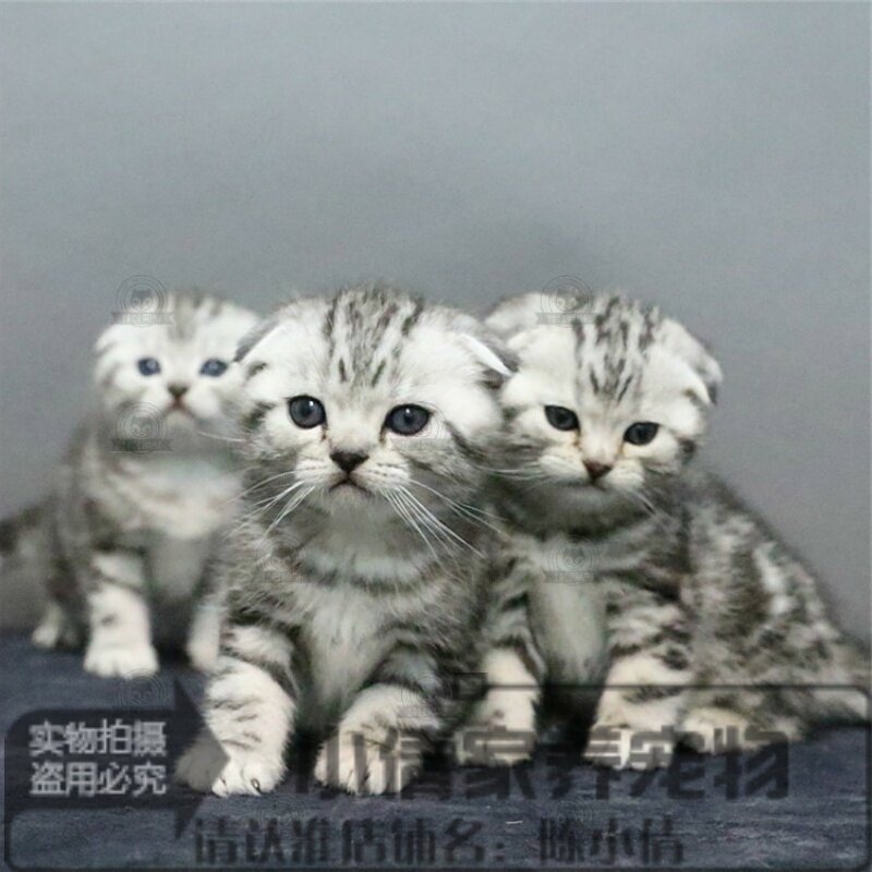 美短猫活体折耳猫起司猫美国短毛猫美短加白宠物猫咪活体幼猫x