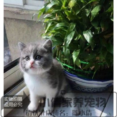 活体宠物猫咪家猫立耳家养猫加菲蓝猫中华田园猫英短美短幼猫x