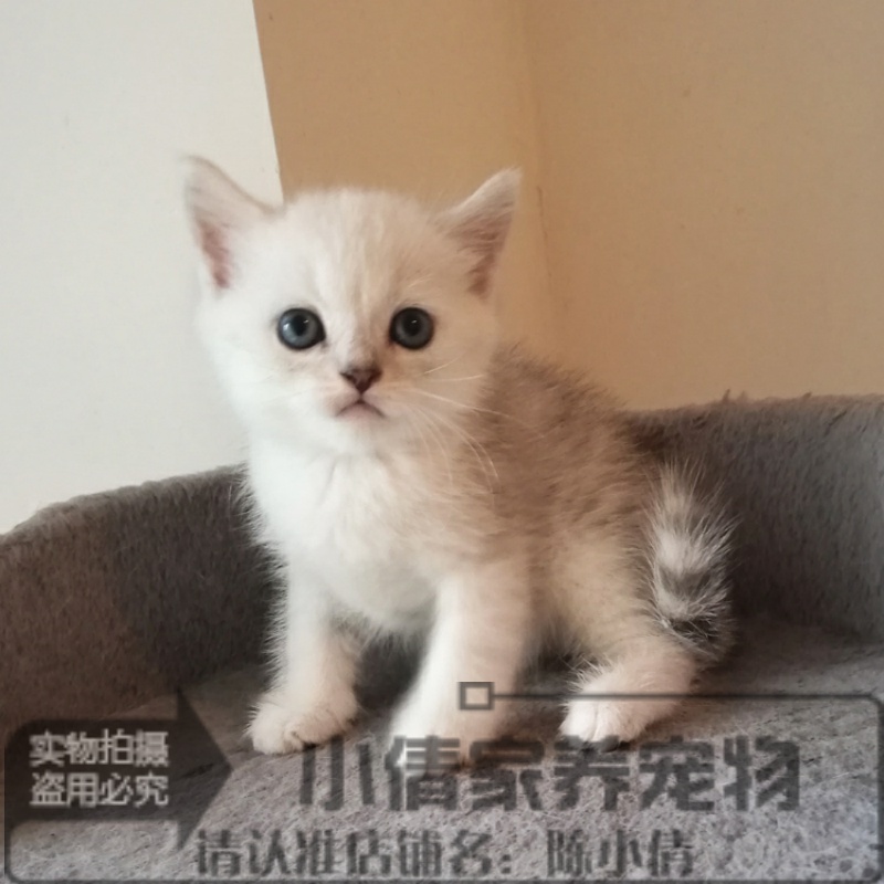 英短银渐层绿眼猫咪活体英国短毛猫宠物小猫咪活体幼猫纯种渐层q