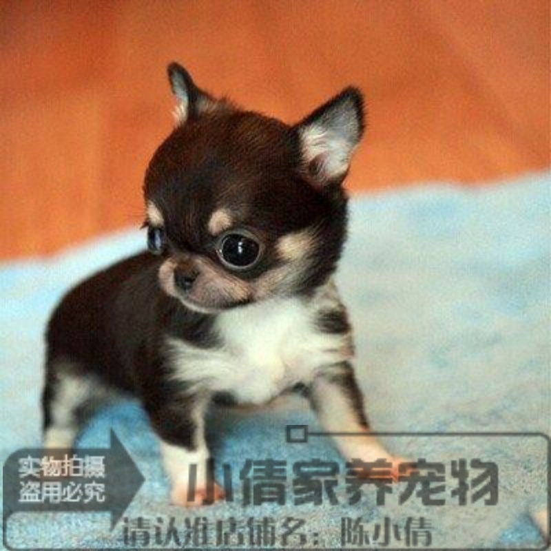 纯种活体吉娃娃犬