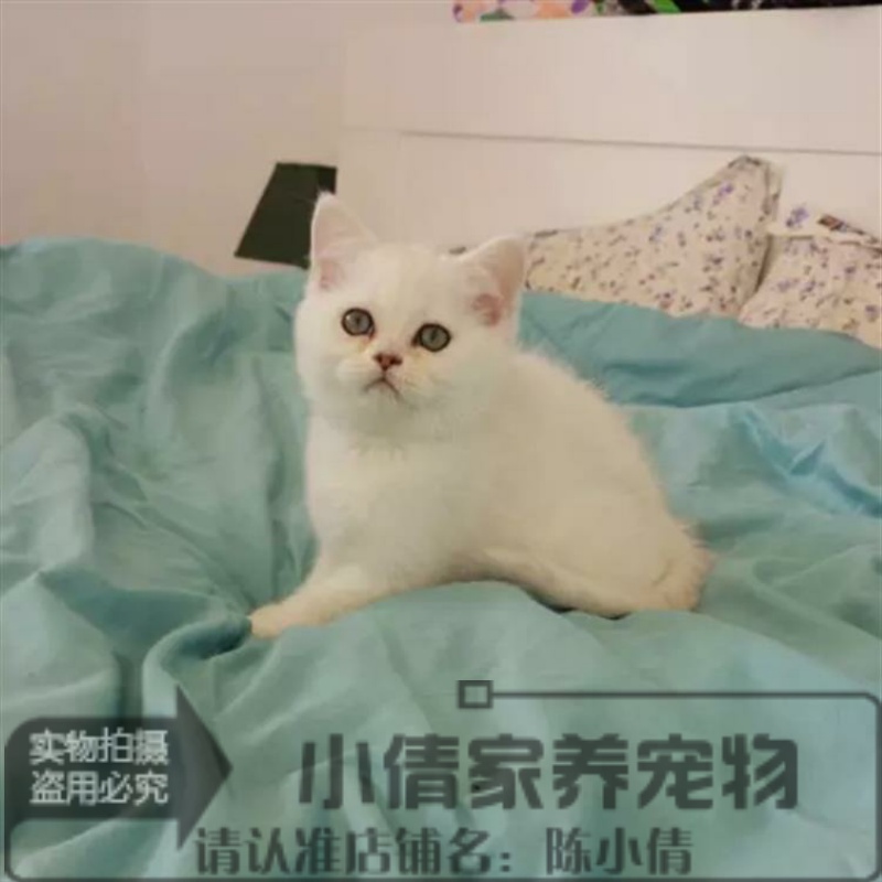 渐层活体英国短毛纯种小猫