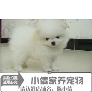 本地家养名犬球形博美小型白色博美活体幼犬宠物狗狗日本俊介犬h