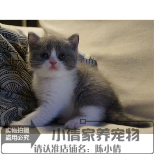 出售活体英国短毛猫