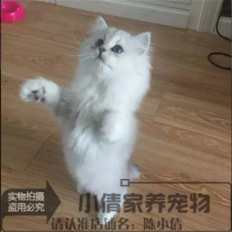 出售纯种金吉拉活体长毛猫