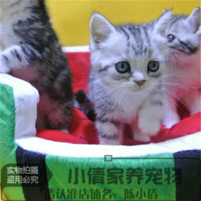 虎斑活体美国短毛猫