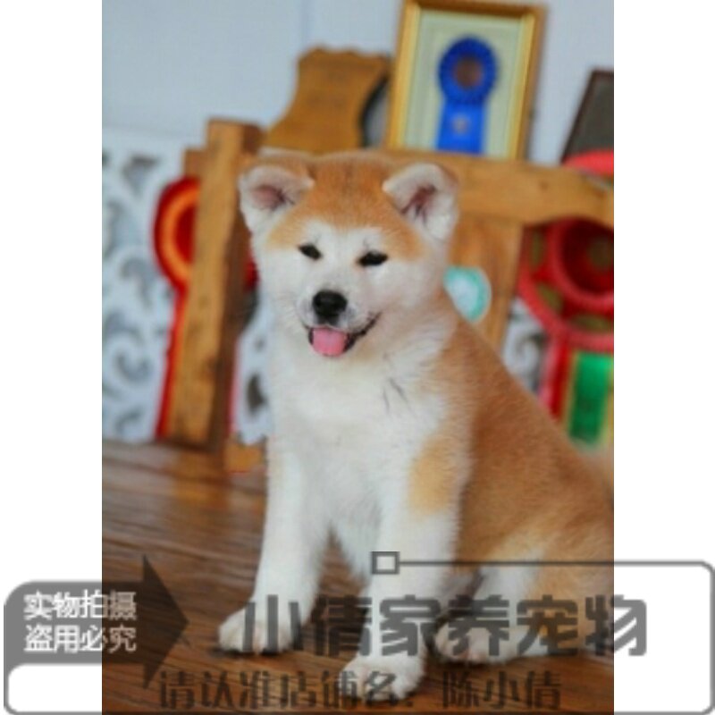 纯种日系秋田犬幼犬活体日本秋田犬赛级双血统宠物狗狗带证书h