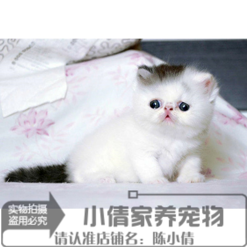 上海家养繁育加菲猫宠物猫异国短毛猫纯种加菲幼猫活体出售小猫x 宠物/宠物食品及用品 猫咪 原图主图