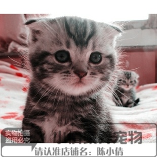 美国短毛猫家养活体幼猫宠物猫纯种美短折耳银虎斑标斑起司猫q