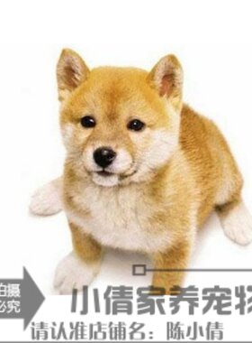纯种日本疫苗驱虫秋田犬