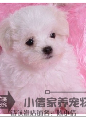 家养赛级健康活泼可爱纯种马尔济斯幼犬活体宠物狗本地自家繁殖h