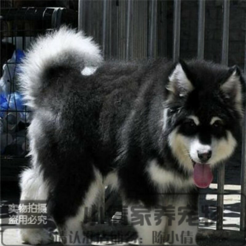 出售纯种阿拉斯加犬幼犬灰色桃脸巨型雪橇犬家养赛级活体宠物狗h