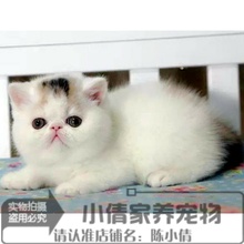 上海出售赛级血统加菲猫异国短毛猫1