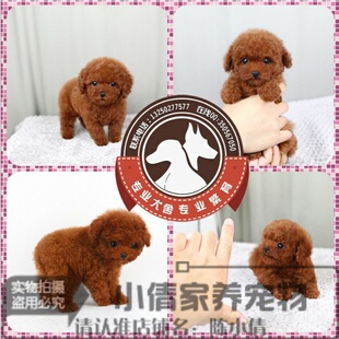 适合家养纯种泰迪幼犬宠物狗狗小体红贵宾茶杯犬包健康h