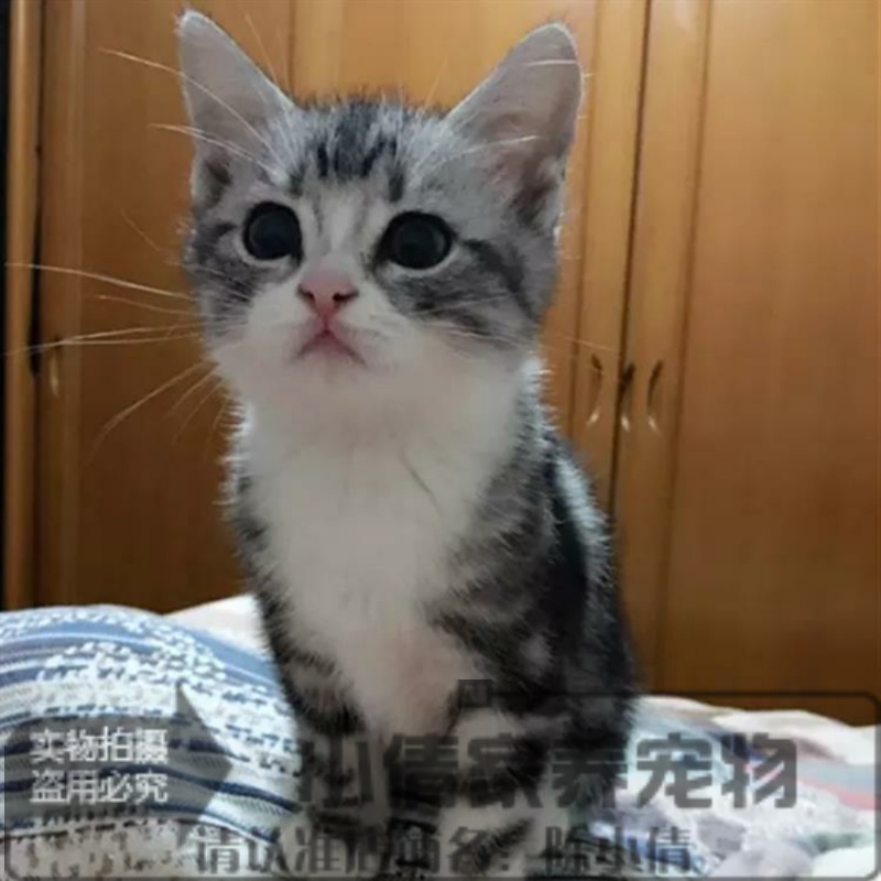 宠物猫幼猫 活体 美短加白 美国短毛猫 加白 美短加白起司猫q