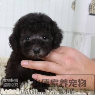 健康家养玩具灰贵宾泰迪犬灰贵幼犬茶杯犬正方体大毛量包健康x