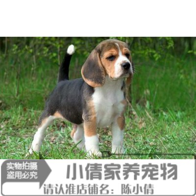 出售纯种活体大耳朵比格犬