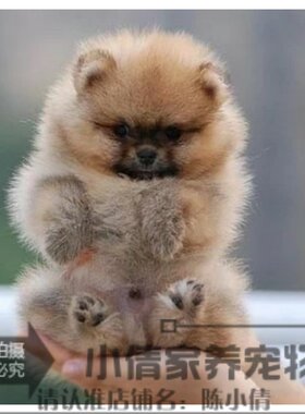 纯白色茶杯日本俊介袖珍博美幼犬