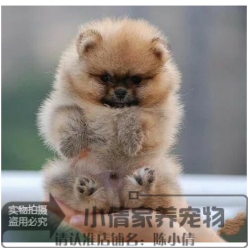 纯白色茶杯日本俊介袖珍博美幼犬