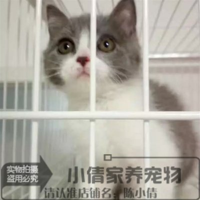 出售活体蓝白纯种英国短毛猫包邮