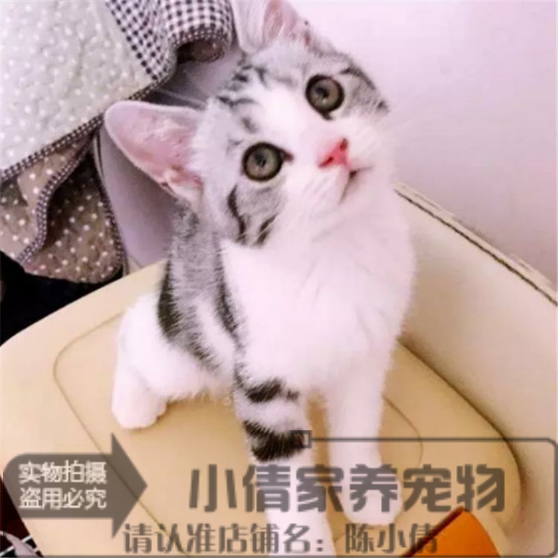 出售美短加白美国短毛猫家养活体银虎斑标准虎斑纯种起司猫x-封面