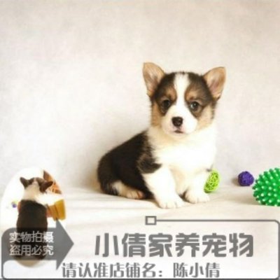 双色三色威尔士血统纯正柯基犬