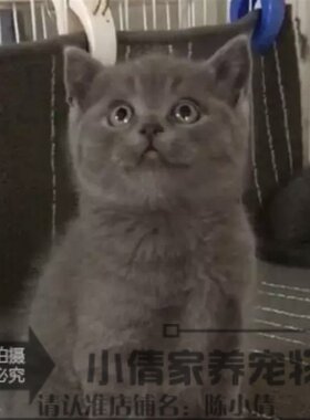 纯种幼崽蓝色大眼睛英国短毛猫