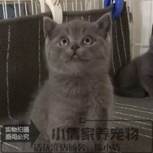 英国短毛猫纯种蓝猫活体英短萌猫幼崽蓝色宠物猫幼猫大眼睛包邮h