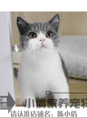 赛级立耳猫蓝白英短纯种蓝白猫