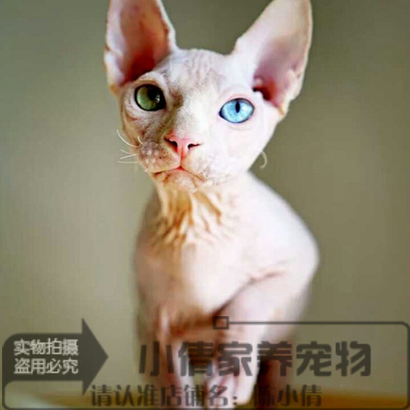 出售纯种加拿大无毛猫幼猫斯芬克斯猫白皮鸳鸯眼无毛猫活体幼猫h