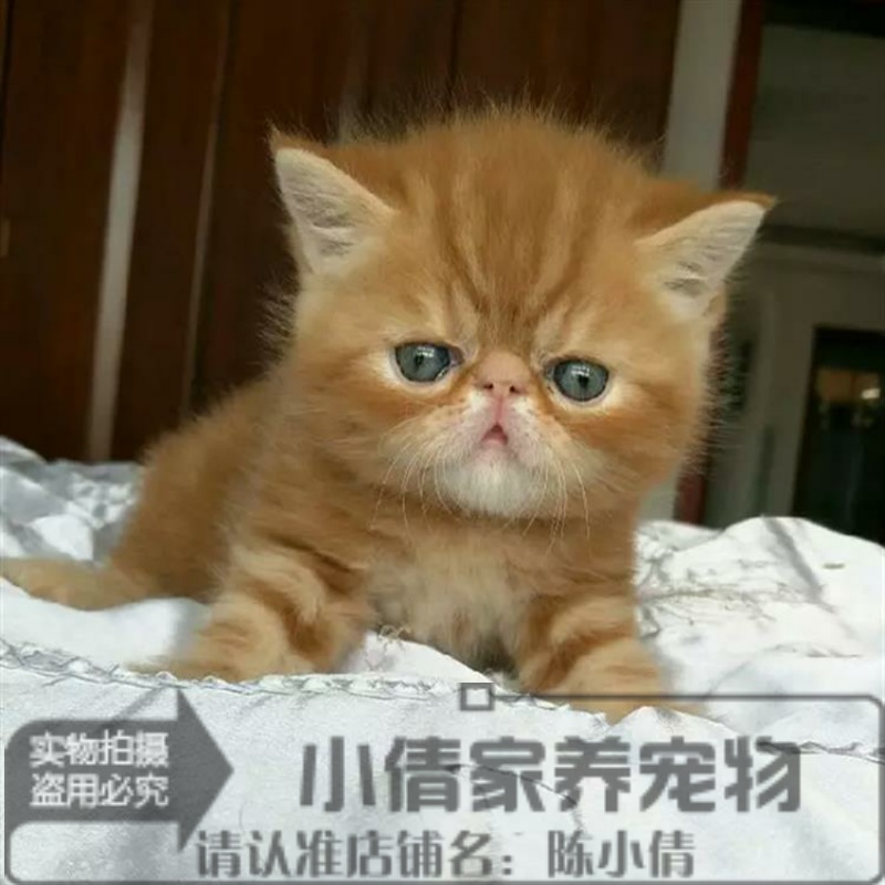 出售宠物猫咪加菲猫红虎斑纯种