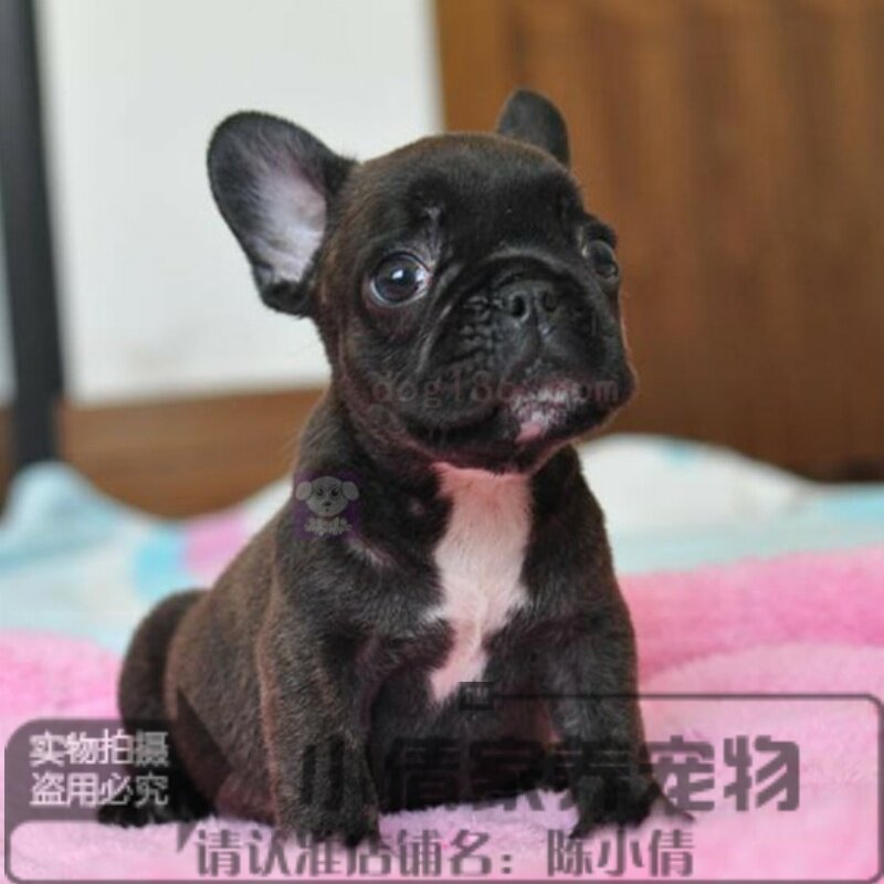 纯种活体法国斗牛犬幼犬出售赛级纯黑法斗带CKU证书h