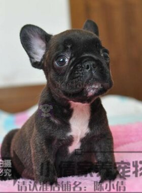 法斗纯种活体出售法国斗牛犬