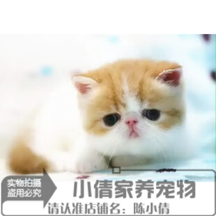 加菲猫宠物猫咪异国短毛猫家养纯种加菲幼猫红白弟弟支持支付宝h