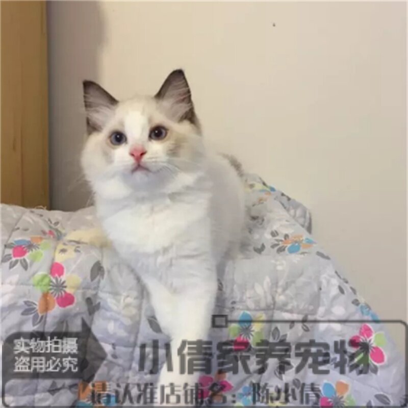 纯种布偶猫活体蓝双海豹色布偶猫幼猫宠物猫小猫蓝眼布偶猫崽h