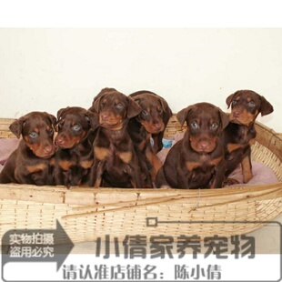 双血统健康威猛聪明护主杜宾犬幼犬活体宠物狗纯种签协议h