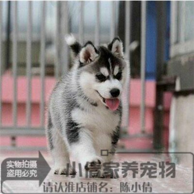 哈士奇雪橇犬阿拉斯加宠物狗狗