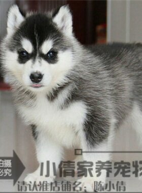 哈士奇雪橇犬阿拉斯加宠物狗狗