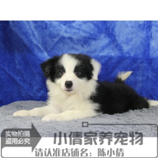 纯种边境牧羊犬幼犬活体边牧狗狗边境幼崽公母都有智商聪明出售h