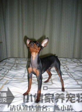 家养活泼可爱的迷你聪明小鹿犬