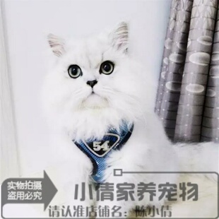 出售活体纯种CFA血统金吉拉幼猫宠物猫白色长毛猫金吉拉小猫x