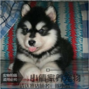 纯种阿拉斯加犬幼犬出售灰黑色十字脸巨型雪橇赛级活体宠物狗狗x