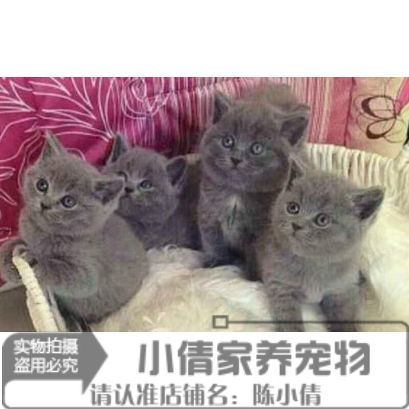 出售英国短毛猫纯种蓝猫幼猫英短蓝白活体宠物猫上海猫舍宠物h