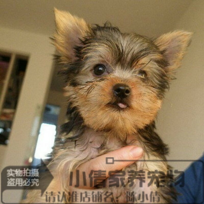 纯种小体约克夏茶杯约克夏幼犬活体宠物狗MM公母都有支持支付宝h