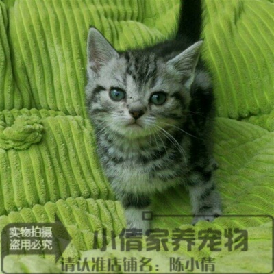 出售银虎斑活体美国短毛猫