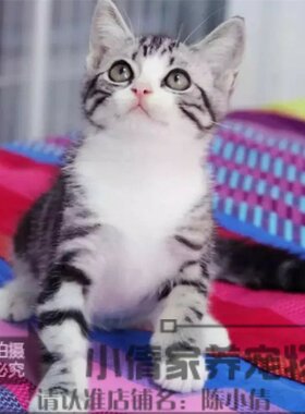 银虎斑活体美国短毛猫
