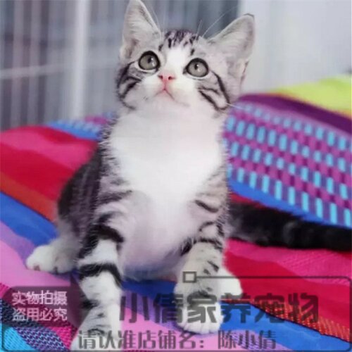 银虎斑活体美国短毛猫