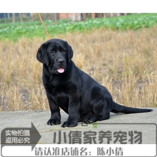 纯种拉布拉多导盲犬黑色通人性乖巧听话家养伴侣犬品相好骨量大x